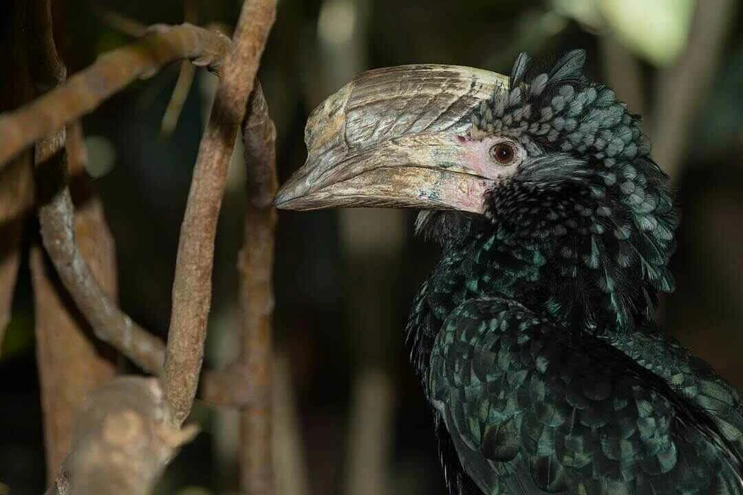 silvery cheeked hornbill